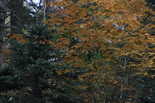 山西龍泉溝  在山上當野人