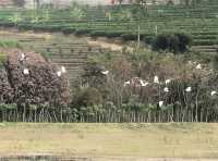 普洱天竿箐村的一家民宿