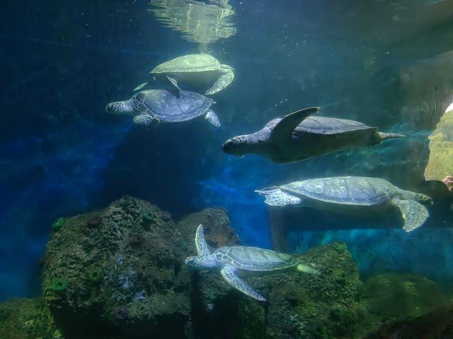 來這裡看海龜，亞洲大陸唯一的國家級海龜自然保護區