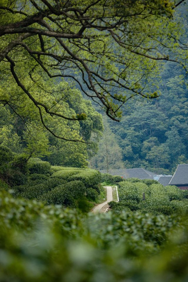 杭州春日最適合賞花的路線推薦