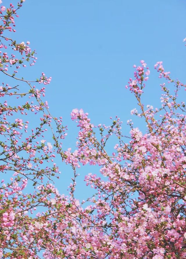 3月來南京，別錯過莫愁湖公園的海棠