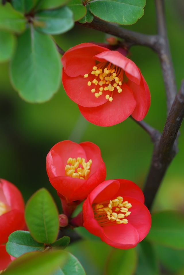 春日裡岱廟拍花賞花指南