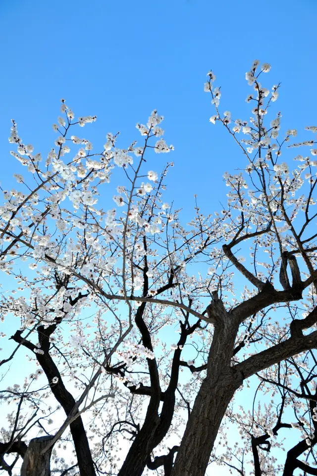 The Meiyuan on the Huan Shan Road in Tai'an is a great place to enjoy flowers in spring