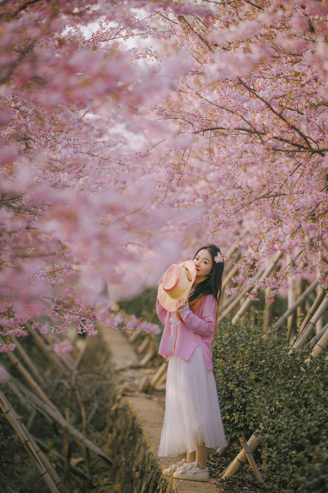 這片絕美櫻花林，藏不住了