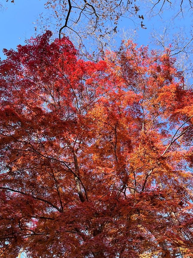 京都楓葉 最後的晚楓下鴨神社