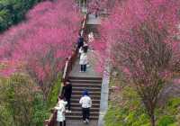 屈原故里賞梅花