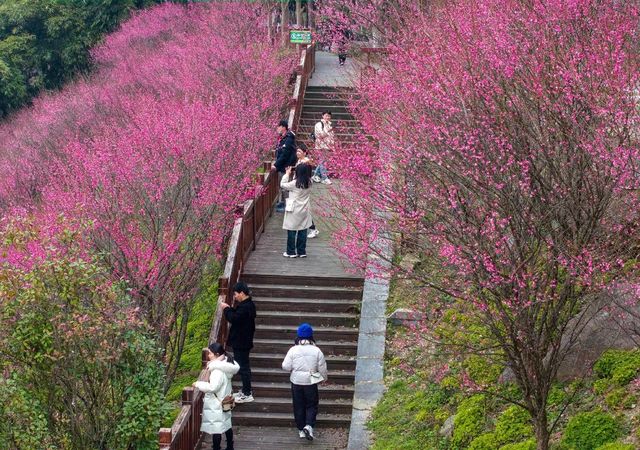 屈原故里賞梅花