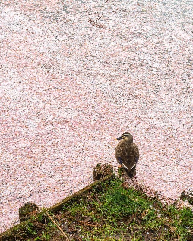 🌸 昨年の弘前公園の桜は美しかったです。