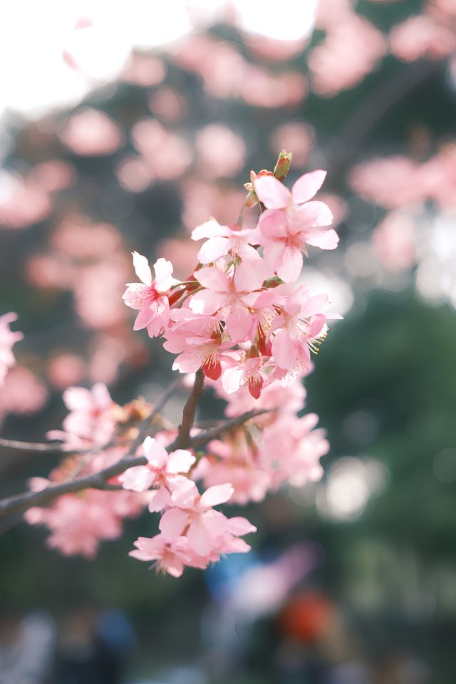 上海·顧村公園｜春日賞花指南