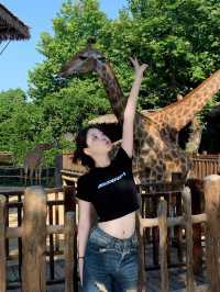 上海野生動物園值不值得去