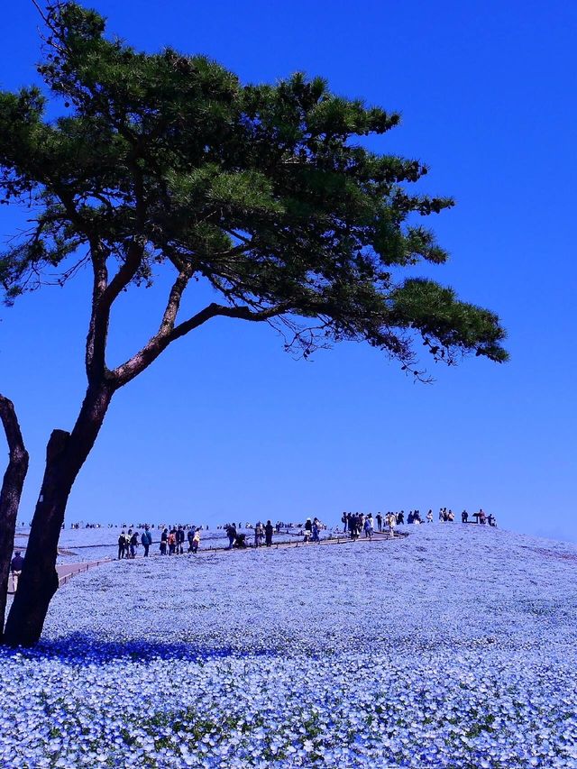 4月中旬～下旬｜茨城縣海濱公園藍色花海來啦