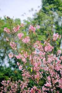 春遊記｜花開實況！大學城賞花踏青遛娃露營