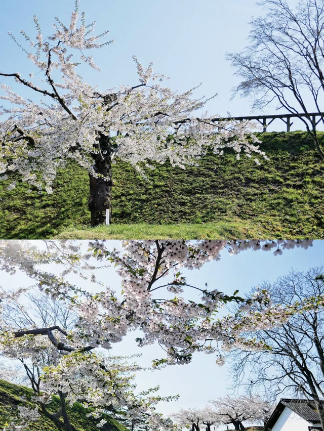 🌸東京賞櫻新發現！千鸟之渊＆更多祕境🤫