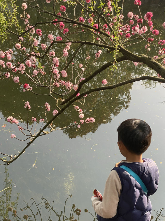 太倉，頂流的雙色桃花｜南園賞花