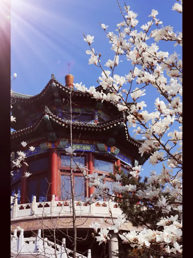 Qingdao | Zhanshan Temple | Chasing the footsteps of spring