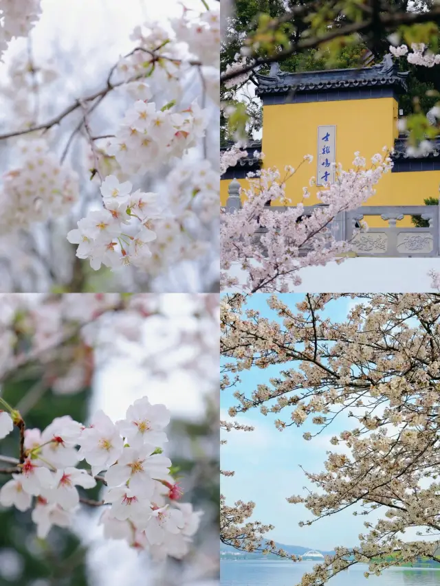 In Nanjing, just look at these 3 guides for flower viewing (2)