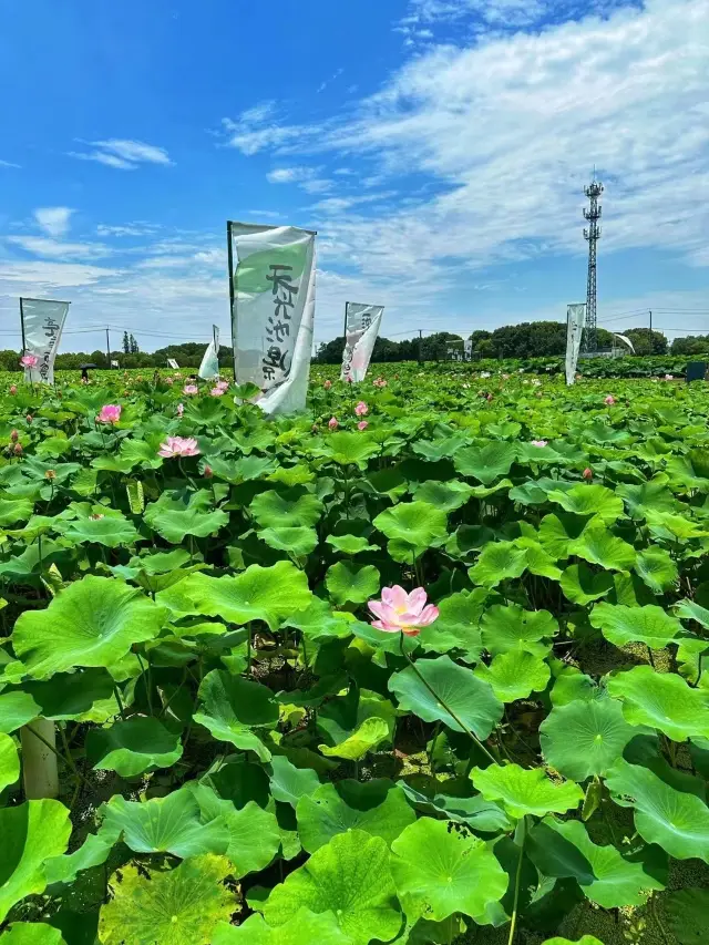 來嘉北郊野公園，"荷"你一起度夏