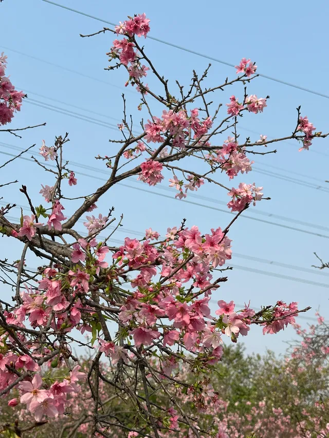 海珠濕地公園宮粉紫荊和櫻花競相綻放！