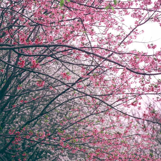 杭州櫻花園 春天「櫻」該就是這樣