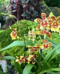新加坡國立植物園 胡姬花園蘭花品種上千，稀有蝴蝶蘭