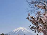 富士山下的芝樱節