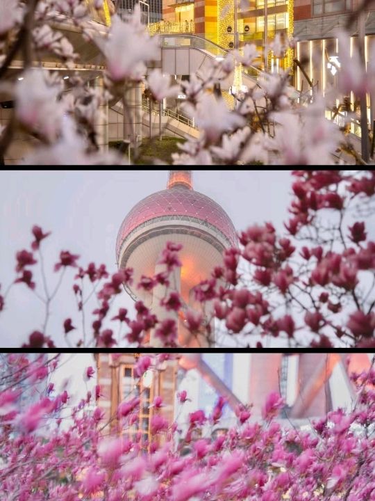 Shanghai is all Pink and Gorgeous 🌸❤️