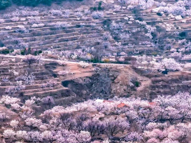 Bountiful Blossoms at DaLao Cherry Valley 🌸