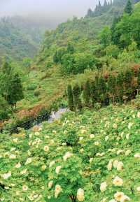 抓住重慶春天的尾巴 去鮮花盛開的山坡