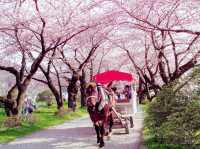 Sakura Brightness