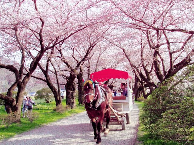 Sakura Brightness
