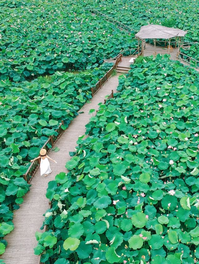 The sole location in Hangzhou where one can freely pluck lotus flowers! Less crowded and niche.