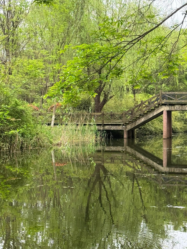 走進無錫貢湖灣濕地公園，感受原始森林之美