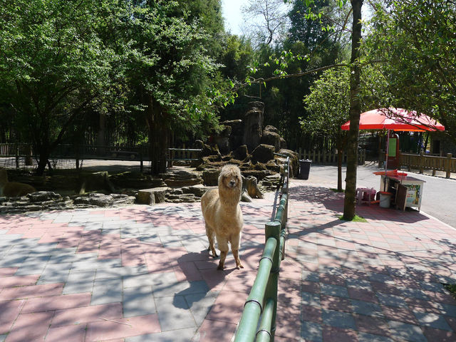 貴州第一動物王國——貴陽森林野生動物園