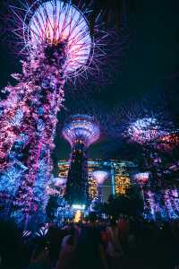 新加坡的樹會發光誒