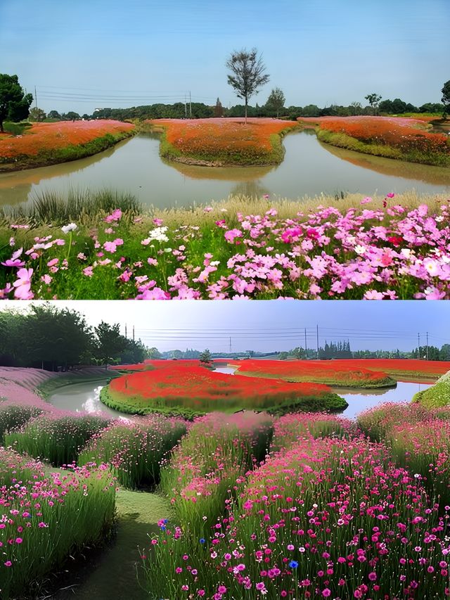 上海花開海上生態園賞花