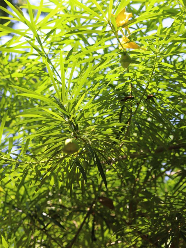 鼓浪屿小眾景點：月光岩閒散小攻略