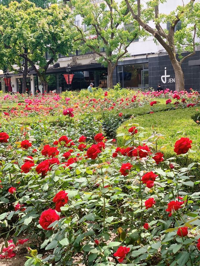 多巴胺滿滿的夏日，去復興公園看玫瑰園