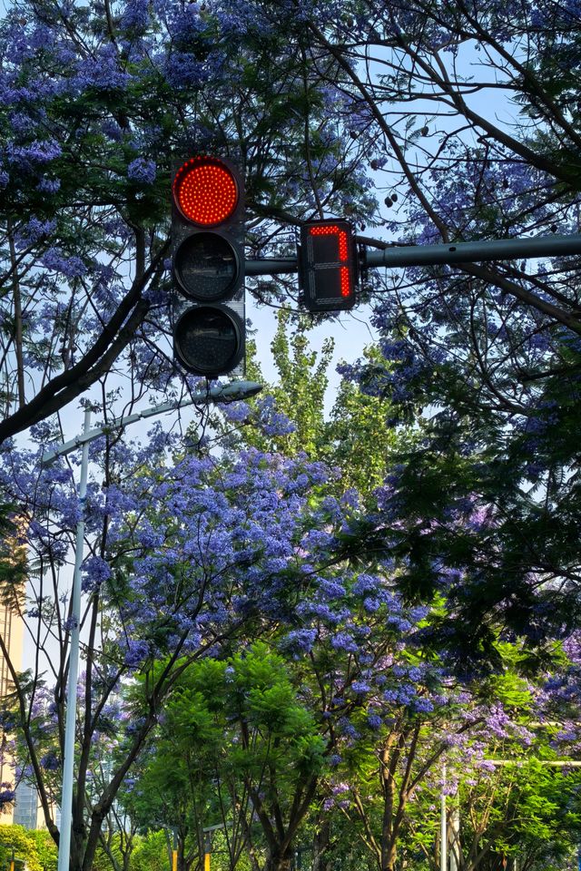 國華街上藍花楹