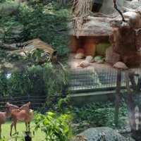 上海野生動物園超實用攻略