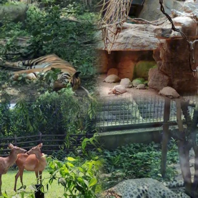 上海野生動物園超實用攻略