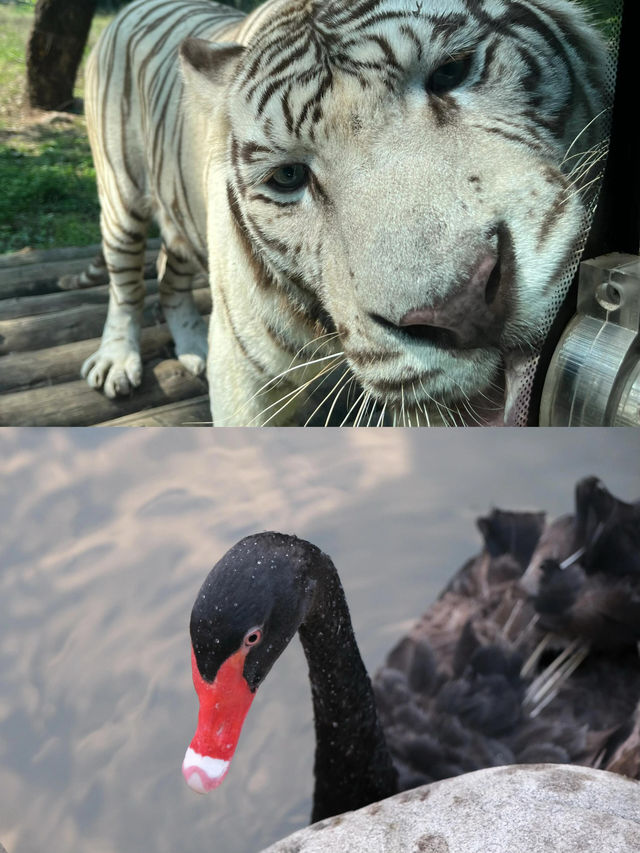 酒店自帶動物園、遊樂園、野炊受得了嗎？