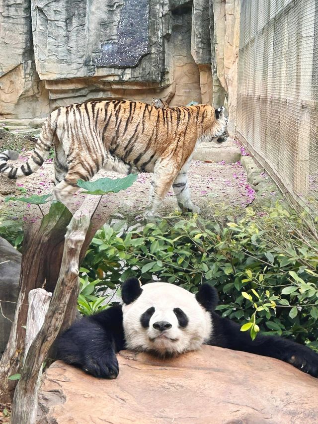 南寧動物園：廣西最大的動物天堂，你不可錯過的親子遊聖地！