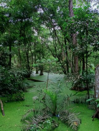 拉各斯暮光森林~Lekki park