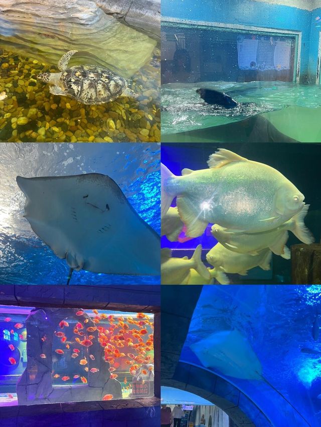 真的在東莞沒想到我也能擁有海洋館