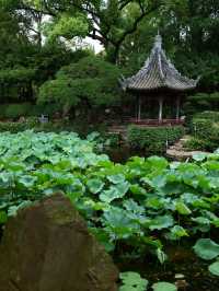 雨後漫步，夏日古典園林景觀大賞