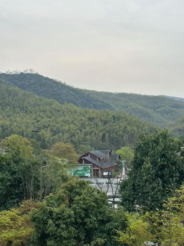 宜興竹海，一場說走就走的“竹”趣之旅