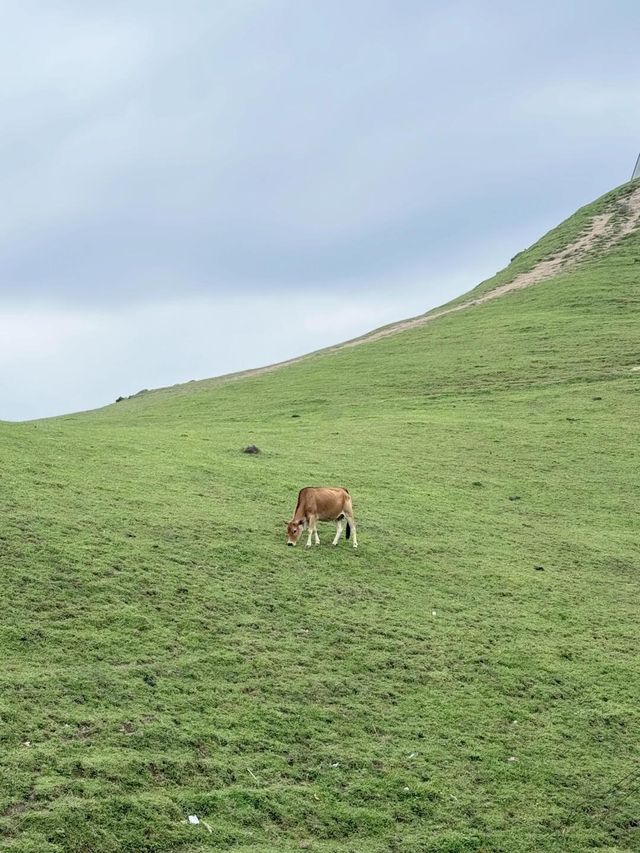 广西旅游/0元打卡“小新疆”一日游最新攻略