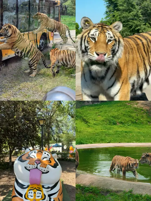東北虎林園旅遊攻略