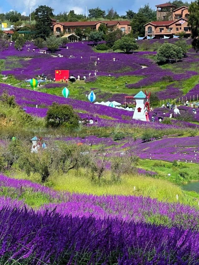 雲端花海 “普羅旺斯”薰衣草