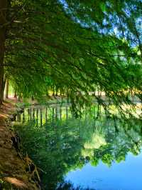 公園避暑 | 遇見超美的水上森林。。